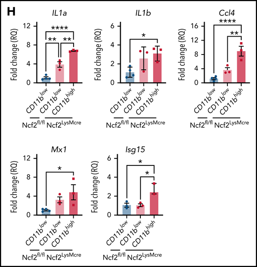 NOX2-deleted CD11bhigh AMs acquire an inflammatory transcriptional signature. (A) Multidimensional scaling plot of RNA-seq transcriptomes in 2 different dimensions showing the differences in gene signatures among the indicated groups of samples of AMs sorted from 4- and 12-week-old mice (n = 3 independent samples in each group). (B) Heat maps showing relative expression of the top 500 altered genes in AMs in the different groups, as indicated (n = 3 independent samples in each group). (C) Hallmark gene sets with significant changes in GSEA between CybbKO CD11bhigh and WT CD11blow AMs from 12-week-old mice. False-discovery rate (FDR)q <0.05 was considered significant (n = 3 independent samples for each group). (D) GSEA plot showing differences in the hallmark inflammatory response gene sets between AMs from 12-week-old CybbKO CD11bhigh and CybbKO CD11blow, as well as CybbKO CD11blow and WT CD11blow mice, as indicated. FDRq <0.05 considered significant (n = 3 independent samples for each group). (E) Heat map from RNA-seq data showing relative expression of selected genes in CybbKO and WT AMs from 12-week-old mice (n = 3 independent samples for each group). (F) qRT-PCR of gene expression in flow-sorted AMs from WT and CybbKO mice of different ages for selected genes. WTL, WT CD11blow AM; CybbKO L, CybbKO CD11blow AM; and CybbKO H, CybbKO CD11bhigh AM (n = 3 samples for each group). (G) Heat map from AM RNA-seq data for selected M1 and M2 genes, as indicated. (H) qRT-PCR for expression of selected genes in flow sorted AMs, as indicated, from Ncf2fl/fl and Ncf2LysMcre mice (n ≥ 3 samples for each group). Adjusted P values: *P < .05; **P < .01; ***P < .001. Bar graph data are expressed as the mean ± standard error of the mean. One-way analysis of variance was performed, followed by Tukey’s post hoc analysis. *P < .05; **P < .01; ***P < .001; ****P < .0001. FDR, false-discovery rate.