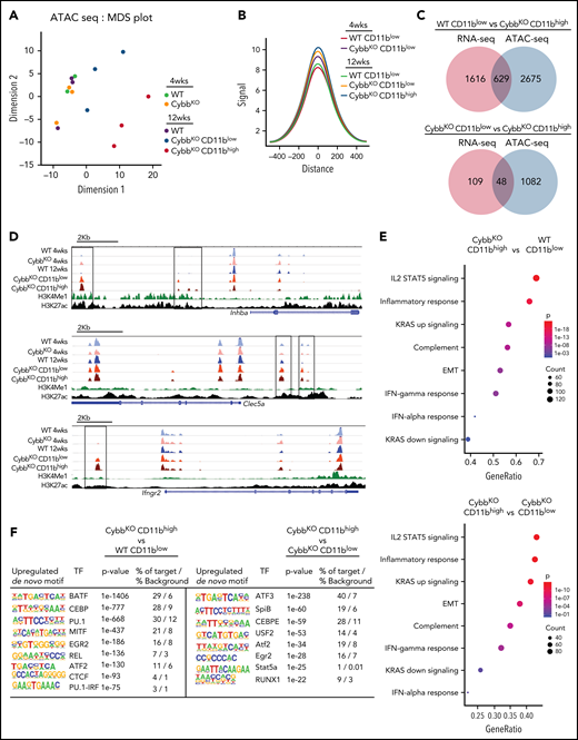 NOX2-deleted AMs acquire epigenetic alterations. (A) An MDS plot of AM ATAC-seq peak signals in 2 different dimensions showing differences among the indicated groups of mice (n = 3 independent samples in each group). (B) Histogram comparing aggregate ATAC-seq peak heights around TSSs (±500 kb) in various groups for the genes with significant differences between CybbKO CD11bhigh AMs and WT CD11blow AMs from 12-week-old mice. (C) Venn diagram showing the overlay of genes with significant alterations in both RNA-seq and ATAC-seq (TSS, ±500 kb) among various groups. (D) Representative WUSTL epigenome browser tracks displaying normalized ATAC-seq peak signal distribution in selected genes from AMs sampled from the indicated groups of 4- and 12-week-old WT and CybbKO mice along with CHIP-seq data for H3K4Me1 and H3K27ac marks from Lavin et al.58 Boxes indicate ATAC-seq peaks that are significantly different in 12-week-old CybbKO samples compared with 12-week-old WT samples. (E) Hallmark gene set analysis for genes with altered ATAC-seq peak signals between CybbKO CD11bhigh and WT CD11blow as well as CybbKO CD11bhigh and CybbKOCD11blowAMs. (F) HOMER de novo motif enrichment analysis for transcription factor binding sites in open chromatin ±500 kb from the TSS, as identified in ATAC-seq, as analyzed in AMs sampled from 12-week-old mice (n = 3 independent samples in each group). The percentage of motif occurrence in peaks vs background is also shown. CHIP, chromatin immunoprecipitation; HOMER, hypergeometric optimization of motif enrichment; MDS, multidimensional scaling; TSS, transcription start site.