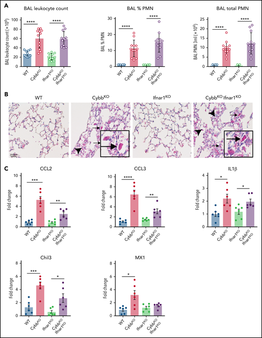 Type I IFN signaling is not necessary for NOX2-deleted mice to develop spontaneous lung inflammation and activated AMs. (A) BAL leukocyte count, percentage of polymorphonuclear leukocytes (PMNs), and total PMNs in 3 mL of BAL from WT, CybbKO, Ifnar1KO, and CybbKOIfnar1KO mice (n = 12 in each group). (B) Hematoxylin-eosin–stained lung tissues showing the presence of eosinophilic macrophages (arrowhead) and extracellular crystals (arrow) in CybbKO and CybbKOIfnar1KO mice. Scale bar, 200 μm and the scale is same for all panels. Representative image from more than 4 samples in each group. (C) qRT-PCR analysis of gene expression in BAL cells isolated from WT, CybbKO, Ifnar1KO, and CybbKOIfnar1KO mice (n = 6 in each group). Bar graph data are expressed as the mean ± standard error of the mean. Experiments were repeated at least twice and the Student t test was performed for samples distributed between 2 groups. *P < .05; **P < .01; ***P < .001; ****P < .0001.