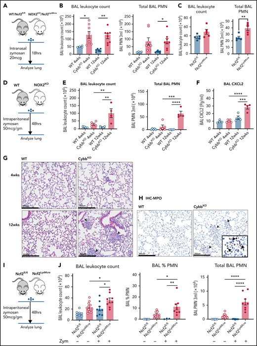 Lung inflammation induced by zymosan challenge or remote tissue inflammation in mice with global or LysMCre-mediated deletion of NOX2. (A) Schema for zymosan-induced lung inflammation in WT or Ncf2fl/fl and CybbKO (NOX2KO) or Ncf2LysMcre mice. (B) BAL leukocyte counts and total polymorphonuclear leukocytes (PMNs), as identified by microscopy in 3 mL of BAL from WT and CybbKO mice of different ages after intranasal administration of zymosan (n ≥ 4 mice in each group). (C) BAL leukocyte counts and total PMNs as identified by microscopy in 3 mL of BAL from Ncf2fl/fl and Ncf2LysMcre mice with different ages following intranasal administration of zymosan (n ≥ 5 mice in each group). (D) Schema for analysis of lung inflammation after intraperitoneal administration of zymosan in WT and CybbKO mice. (E) BAL leukocytes, and total PMNs in 3 mL of BAL from the indicated groups of WT and CybbKO mice of different ages after intraperitoneal zymosan (n ≥ 4 mice in each group). (F) BAL CXCL2 levels in samples from the indicated groups after intraperitoneal zymosan (n ≥ 4 mice in each group). (G) Hematoxylin-eosin staining of lung tissues from WT and CybbKO mice after intraperitoneal zymosan. Representative image from 1 of 4 samples in each group. Arrowheads, focal neutrophil infiltrates. Scale bar, 250 μm. (H) Representative images of immunohistochemistry for MPO to identify lung PMNs after intraperitoneal zymosan. Arrows, MPO+cells. Representative image from 4 samples of each group. Scale bars, 250 μm. (I) Schema for analysis of lung inflammation after intraperitoneal zymosan in 12-week-old Ncf2fl/fl and Ncf2LysMCre mice. (J) BAL leukocyte counts, percentage of PMNs by microscopy, and total PMNs in 3 mL of BAL from naive (data also shown in Figure 2A) or zymosan-challenged Ncf2fl/fl and Ncf2LysMCre mice. Bar graph data are expressed as the mean ± standard error of the mean. Experiments were repeated at least twice. The Student t test was performed to compare results between each genotype for each age group in panel B. *P < .05; **P < .01. One-way analysis of variance was performed followed by Tukey’s post hoc analysis for data (E-F,J). *P < .05; **P < .01; ***P < .001; ****P < .0001.
