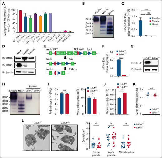 LdhA−/− mice developed an increase in platelet number. (A) Glucose metabolic flux analysis in mouse platelets by liquid chromatography/tandem mass spectrometry (n = 3). (B) LDH isozyme assay in mouse platelet, myocardium (heart), and skeletal muscle (muscle). (C) mRNA relative expression assay of LdhA and LdhB gene in mice tissues by quantitative real-time polymerase chain reaction (n = 3). (D) The protein expression of LDHA and LDHB in mouse platelet, myocardium (heart), and skeletal muscle (muscle). (E) Knockout-first strategy for creating conditional LdhA knockout mice. Recombination steps with Flp or Pf4-cre recombinase are illustrated. (F) mRNA relative expression assay of LdhA in LdhAf/f and LdhA−/− mice platelets by quantitative real-time polymerase chain reaction (n = 3). (G) The protein expression of LDHA in LdhAf/f and LdhA−/− mice platelets. (H) LDH isozyme assay in LdhAf/f and LdhA−/− mice platelets. Mice myocardium (heart) and skeletal muscle (muscle) were used as positive control. (I) Red blood cell (n = 5) and white blood cell (n = 5) counts in LdhAf/f and LdhA−/− mice peripheral blood. (J) Platelet counts in LdhAf/f and LdhA−/− mice peripheral blood (n = 5). (K) Mean platelet volume in LdhAf/f and LdhA−/− mice (n = 8). (L) Representative transmission electron microscope images of LdhAf/f and LdhA−/− mice platelets (n = 15, left). Scale bar, 50 nm. Total platelet section area was measured, and dense granule, α granule, and mitochondria numbers were counted. The data are expressed as granule numbers per unit area of counted section (right). Male mice 8 to 10 weeks old were used for these animal experiments. **P < .01, ***P < .001, ****P < .0001. 3PG, 3‐phosphoglycerate; Cit, citrate; F6P, fructose-6-phosphate; Fum, fumarate; G6P, glucose-6-phosphate; GA3P, glyceraldehyde-3-phosphate; Glu, glucose; Lac, lactate; Mal, malate; ns, not significant; PA, poly A; PEP, phosphoenolpyruvate; SA, splice acceptor; Suc, succinate.