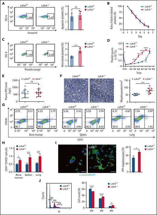 MK maturation and PPF were expedited in LdhA−/− mice. (A) Representative Annexin V+ gating strategy and percentage of apoptotic platelets in LdhAf/f and LdhA−/− mice (n = 6). (B) Biotin-labeled ratio of platelets at different time points after tail IV injection of Sulfo-NHS-LC-Biotin (30 μg/g weight) in LdhAf/f and LdhA−/− mice (n = 5; 8 weeks old, male). (C) Representative thiazole orange–positive gating strategy and percentage of reticulated platelets in LdhAf/f and LdhA−/− mice (n = 5). (D) Platelets were eliminated by tail IV injection of anti-CD42b antibody (2 μg/g weight) in LdhAf/f and LdhA−/− mice, and platelet counts were monitored at different time points (n = 5; 8 weeks old, male). (E) Detection of plasma TPO level by using enzyme-linked immunosorbent assay (n = 12). (F) Quantitative analysis of bone marrow MKs in LdhAf/f and LdhA−/− mice femur bone by immunohistochemistry with 5 μg/mL anti-CD42c antibody (n = 9; 8 weeks old, male). Scale bar, 50 μm. (G) Representative CD41+CD42b+ MK gating strategy. (H) Statistical analysis on the ratios of CD41+CD42b+ MKs in LdhAf/f and LdhA−/− mice bone marrow, spleen, and lung according to flow cytometry (n = 3; 8 weeks old, male). (I) Immunofluorescence images of PPF-MKs derived from the fetal liver in LdhAf/f and LdhA−/− pregnant mice; statistical analysis on PPF-MK/total MK ratio is shown (n = 3). Scale bar, 30 μm. (J) Detection of polyploidy (2N, 4N, and 8N) from fetal liver MKs of LdhAf/f and LdhA−/− pregnant mice by flow cytometry (n = 4). *P < .05, **P < .01, ***P < .001, ****P < .0001. DAPI, 4′,6-diamidino-2-phenylindole; ns, not significant; SSC-A, side scatter area.