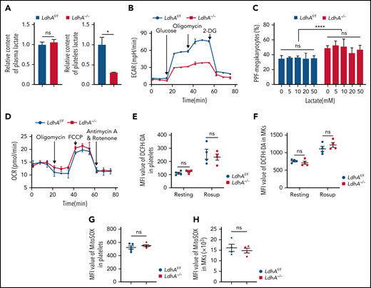 The role of LDHA in MK differentiation is independent of lactate. (A) Relative content of lactate in plasma (n = 9) and circulating platelet (n = 3). (B) Extracellular acidification rate (ECAR) in LdhAf/f and LdhA−/− mice platelets (n = 3). (C) Statistical analysis on the ratio of PPF-MKs/total MKs in LdhAf/f and LdhA−/− mice fetal liver MKs with different lactate concentrations (n = 3). (D) Oxygen consumption rate (OCR) in LdhAf/f and LdhA−/− mice platelets (n = 3). (E-F) Total reactive oxygen species (ROS) of LdhAf/f and LdhA−/− mice platelets and bone marrow MKs were detected by 2′,7′-dichlorofluorescin diacetate (DCFH-DA) probe in resting and Rosup-stimulated (50 μg/mL) group (n = 4). ROS-inducing reagent Rosup (Beyotime) was used as a positive control for ROS level. (G-H) Mitochondrial ROS of LdhAf/f and LdhA−/− mice platelets (n = 5) and bone marrow MKs (n = 4) were detected by MitoSOX Red (Thermo Fisher Scientific). *P < .05, ****P < .0001. MFI, mean fluorescence intensity; ns, not significant.