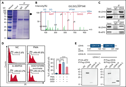 Changes in protein synthesis caused by LDHA deficiency are related to eEF2. (A) Coomassie brilliant blue–stained gel of human platelets coimmunoprecipitation (co-IP) with anti-LDHA or anti–immunoglobulin G (IgG) antibody. The black arrow indicates the location of differential protein. (B) Tandem mass spectrometry assay of eEF2-specific peptide (GGGQIIPTAR) from 95 kD protein gel. (C) Co-IP of DAMI whole-cell lysates with anti-LDHA and anti-eEF2 antibodies. Isotype-matched IgG as negative control (NC). (D) Detection of DNA content (≥4N) in DAMI cells treated with phorbol 12-myristate 13-acetate (PMA; 50 nM), A-484954 (A-484; 10 μM), and DDD107498 succinate (DDD; 1 μM) (n = 3). (E) Functional domains of LDHA and its truncations. Full-length LDHA and its truncated plasmids with Flag-tag (top). Co-IP of coexpression LDHA truncated plasmids and HA-eEF2 plasmid with anti-HA antibody/anti-Flag antibody in HEK-293T (bottom). NC transfected with empty HA/Flag fusion plasmid to control for nonspecific binding. (F) Functional domains of eEF2 and its truncations. Full-length eEF2 and its truncated plasmids with HA-tag. (G) Co-IP of coexpression eEF2-truncated plasmids and Flag-LDHA plasmid with anti-Flag antibody in HEK-293T. (H) Heatmap showing significant differential proteins in LdhAf/f and LdhA−/− mice platelets based on quantitative proteomic analysis. Three independent biological replicates were used for cluster analysis, and color represents quantitative ratio. (I) Kyoto Encyclopedia of Genes and Genomes assay of top 10 differential cell pathways in LdhAf/f and LdhA−/− mice platelets based on quantitative proteomic analysis. ****P < .0001. PPAR, peroxisome proliferator-activated receptor.