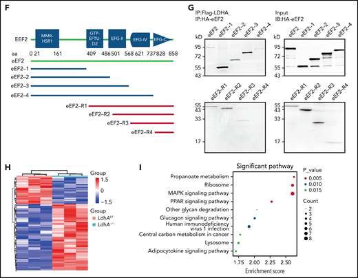 Changes in protein synthesis caused by LDHA deficiency are related to eEF2. (A) Coomassie brilliant blue–stained gel of human platelets coimmunoprecipitation (co-IP) with anti-LDHA or anti–immunoglobulin G (IgG) antibody. The black arrow indicates the location of differential protein. (B) Tandem mass spectrometry assay of eEF2-specific peptide (GGGQIIPTAR) from 95 kD protein gel. (C) Co-IP of DAMI whole-cell lysates with anti-LDHA and anti-eEF2 antibodies. Isotype-matched IgG as negative control (NC). (D) Detection of DNA content (≥4N) in DAMI cells treated with phorbol 12-myristate 13-acetate (PMA; 50 nM), A-484954 (A-484; 10 μM), and DDD107498 succinate (DDD; 1 μM) (n = 3). (E) Functional domains of LDHA and its truncations. Full-length LDHA and its truncated plasmids with Flag-tag (top). Co-IP of coexpression LDHA truncated plasmids and HA-eEF2 plasmid with anti-HA antibody/anti-Flag antibody in HEK-293T (bottom). NC transfected with empty HA/Flag fusion plasmid to control for nonspecific binding. (F) Functional domains of eEF2 and its truncations. Full-length eEF2 and its truncated plasmids with HA-tag. (G) Co-IP of coexpression eEF2-truncated plasmids and Flag-LDHA plasmid with anti-Flag antibody in HEK-293T. (H) Heatmap showing significant differential proteins in LdhAf/f and LdhA−/− mice platelets based on quantitative proteomic analysis. Three independent biological replicates were used for cluster analysis, and color represents quantitative ratio. (I) Kyoto Encyclopedia of Genes and Genomes assay of top 10 differential cell pathways in LdhAf/f and LdhA−/− mice platelets based on quantitative proteomic analysis. ****P < .0001. PPAR, peroxisome proliferator-activated receptor.