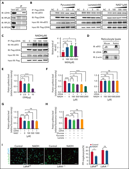 NADH restrained translation by enhancing the binding of LDHA and eEF2. (A) Coimmunoprecipitation (IP) of DAMI whole-cell lysates with anti-LDHA antibody and ribosomal protein antibodies. (B) Co-IP of Flag-LDHA and HA-eEF2 in HEK-293T treated with pyruvate, lactate, and NAD+. Negative control (NC) was transfected with empty HA/Flag-tag plasmid and used for nonspecific binding control. (C) Co-IP of Flag-LDHA and HA-eEF2 in HEK-293T treated with different concentrations of NADH; the gray values of eEF2-HA IP bands were counted (n = 3). (D) The protein expression of eEF2 and LDHA in mouse or rabbit reticulocyte lysate was detected by using western blot. β-Actin was used as a loading control. (E) The levels of protein synthesis were measured when different concentrations of LDHA proteins were added in the rabbit reticulocyte translation system (n = 3). (F) The levels of protein synthesis were measured when different concentrations of NADH were added in the rabbit reticulocyte translation system with or without 5 μg LDHA (n = 3). (G) The levels of protein synthesis were measured when different concentrations of NAD+ were added in the rabbit reticulocyte translation system with 5 μg LDHA (n = 3). (H) The levels of protein synthesis were measured when glucose (5 mM), pyruvate (1 mM), and lactate (2 mM) were added in the rabbit reticulocyte translation system with 5 μg LDHA (n = 3). (I) Megakaryocyte PPF assay in LdhAf/f and LdhA−/− mice liver fetal MKs incubated with 1 mM NADH. Statistical analysis of the PPF-MK/total MK ratio is shown (n = 4). Scale bar, 100 μm. *P < .05, **P < .01, ***P < .001, ****P < .0001. DAPI, 4′,6-diamidino-2-phenylindole; ns, not significant; RPL28, ribosomal protein L28; RPL35, ribosomal protein L35; RPS3A, ribosomal protein S3A.