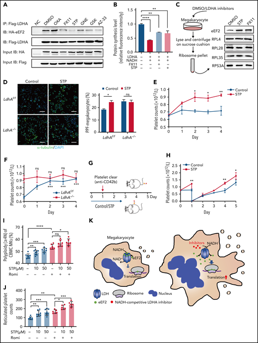 Screening and applying of LDHA inhibitors in thrombocytopenia. (A) Coimmunoprecipitation (Co-IP) of Flag-LDHA and HA-eEF2 in HEK-293T treated with LDHA inhibitors. OXA = sodium oxamate 1 mM; FX11 = FX11 20 μM; STP = stiripentol 100 μM; GNE = (R)-GNE-140 20 μM; GSK = GSK 2837808A 20 nM; AZ-33 = AZ-33 20 μM. (B) The levels of protein synthesis were measured when FX11 (1 μM) and STP (10 μM) were added in the rabbit reticulocyte translation system with 2.5 μg LDHA and 2 mM NADH (n = 3). (C) Isolation of human MK (DAMI) ribosomes and detection of eEF2 content on the ribosomes under dimethyl sulfoxide (DMSO)/LDHA inhibitors treated for 24 hours. Ribosomal protein L4 (RPL4), ribosomal protein L28 (RPL28), ribosomal protein L35 (RPL35), and ribosomal protein S3A (RPS3A) were used to indicate the equal loading. (D) Megakaryocyte PPF assay in mice fetal liver MKs incubated with STP (100 μM). DMSO was used as control. Statistical analysis of the PPF-MK/total MK ratio is shown (n = 4). Scale bar, 100 μm. (E) Platelet counts of wild-type mice that were administered STP (200 mg/kg per 12 hours) or 10% DMSO through intraperitoneal injection (n = 3; 8 weeks old, male). (F) Platelet counts of LdhAf/f and LdhA−/− mice that were administered STP (200 mg/kg per 12 hours) through intraperitoneal injection (n = 4; 8 weeks old, male). (G-H) STP (200 mg/kg per 12 hours) or 10% DMSO was intraperitoneally injected in wild-type mice, and platelets were cleared by tail IV injection with anti-CD42b antibody (2 μg/g weight) at hour 24; platelet counts were monitored at different time points (n = 3; 8 weeks old, male). (I) Polyploidy (≥4N) assay of cord blood mononuclear cell (CBMC)-derived MKs treated with STP (10 μM; n =8 or 50 μM; n = 7), romiplostim (Romi; 100 ng/mL) (n = 6), and the combination of STP with Romi (n = 6) by using flow cytometry. (J) Detection of reticulated platelet counts from CBMC-derived MK culture supernatant that were incubated with STP (10 μM or 50 μM; n = 7), Romi (100 ng/mL; n = 5), and the combination of STP with Romi (n = 5) according to flow cytometry. (K) Schematic diagram of eEF2 release from LDH with NADH or LDHA inhibitors to regulate translation in maturation and differentiation of MKs. *P < .05, **P < .01, ***P < .001, ****P < .0001. DAPI, 4′,6-diamidino-2-phenylindole; NC, negative control; ns, not significant.