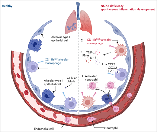 A healthy and NOX2-deficient alveolus. A healthy alveolus populated with sentinel resident CD11blow AMs that can capture cellular debris to maintain homeostasis (left). NOX2 deficiency results in (1) phagocytic CD11blow AMs that can capture cellular debris but also release production of proinflammatory cytokines and chemokines, followed by the emergence of (2) a CD11bhigh AM population, derived from either resident AMs or recruited monocytes, and by overall lung inflammation in mice and humans, characterized by (3) an increase in proinflammatory cytokines and (4) recruitment and activation of neutrophils (right). IFN-α, interferon-α; IL-18, interleukin-18; TNF-α, tumor necrosis factor-α.