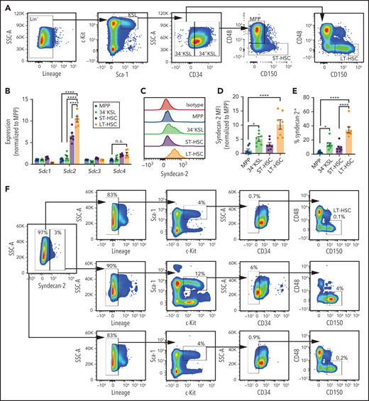 Syndecan-2 is differentially expressed by LT-HSCs. (A) Gating strategy used to isolate adult BM MPPs, ST-HSCs, 34–KSL HSCs, and LT-HSCs. (B) qRT-PCR analysis of Sdc1, Sdc2, Sdc3, and Sdc4 in BM HSPCs (n = 7 mice, pooled per replicate per group). (C) Representative histograms of syndecan-2 expression on HSPCs. Quantification of syndecan-2 mean fluorescence intensity (MFI) (D) and percentages of syndecan-2+ cells (n = 7 mice per group) (E). Sequential gating of lineage-depleted mouse BM cells based on syndecan-2 expression (F) and quantification of the percent KSL of Lin–, 34–KSL of KSL, and LT-HSCs of 34–KSL (n = 7 mice per group) (G). (H) Representative analysis of α-catulinGFP+c-kit+ cells within lineage-depleted BM from adult α-catulinGFP mice based on Syndecan-2 expression. (I) Quantification of percentage α-catulinGFP+c-kit+ LT-HSCs within each population (n = 6 mice per group). (J) Quantification of colony-forming cells from BM syndecan-2–Lin– and syndecan-2+Lin– cells and CD150+ Lin– cells (n = 5 mice, pooled, n = 4 replicates per group). (K) Schematic representation of competitive repopulation assay of CD45.1+ BM syndecan-2–Lin– cells, syndecan-2+Lin– cells, or CD150+ Lin– cells transplanted into CD45.2+ mice. (L) Percentages of total donor CD45.1+ cells in the BM at 16 weeks after competitive transplantation of BM syndecan-2–Lin– cells, syndecan-2+Lin– cells, and CD150+Lin– cells from CD45.1+ mice into CD45.2+ recipients (n = 5 SJL mice, pooled for donor cells, n = 3-5 recipient mice per group). Error bars = standard error of the mean; statistics denote 1- or 2-way analysis of variance followed by Holm-Sidak’s corrected unpaired Student t test. *P < .05, *** P < .001, **** P < .0001, for competitive transplant. SSC-A, side scatter area.
