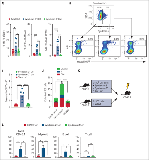 Syndecan-2 is differentially expressed by LT-HSCs. (A) Gating strategy used to isolate adult BM MPPs, ST-HSCs, 34–KSL HSCs, and LT-HSCs. (B) qRT-PCR analysis of Sdc1, Sdc2, Sdc3, and Sdc4 in BM HSPCs (n = 7 mice, pooled per replicate per group). (C) Representative histograms of syndecan-2 expression on HSPCs. Quantification of syndecan-2 mean fluorescence intensity (MFI) (D) and percentages of syndecan-2+ cells (n = 7 mice per group) (E). Sequential gating of lineage-depleted mouse BM cells based on syndecan-2 expression (F) and quantification of the percent KSL of Lin–, 34–KSL of KSL, and LT-HSCs of 34–KSL (n = 7 mice per group) (G). (H) Representative analysis of α-catulinGFP+c-kit+ cells within lineage-depleted BM from adult α-catulinGFP mice based on Syndecan-2 expression. (I) Quantification of percentage α-catulinGFP+c-kit+ LT-HSCs within each population (n = 6 mice per group). (J) Quantification of colony-forming cells from BM syndecan-2–Lin– and syndecan-2+Lin– cells and CD150+ Lin– cells (n = 5 mice, pooled, n = 4 replicates per group). (K) Schematic representation of competitive repopulation assay of CD45.1+ BM syndecan-2–Lin– cells, syndecan-2+Lin– cells, or CD150+ Lin– cells transplanted into CD45.2+ mice. (L) Percentages of total donor CD45.1+ cells in the BM at 16 weeks after competitive transplantation of BM syndecan-2–Lin– cells, syndecan-2+Lin– cells, and CD150+Lin– cells from CD45.1+ mice into CD45.2+ recipients (n = 5 SJL mice, pooled for donor cells, n = 3-5 recipient mice per group). Error bars = standard error of the mean; statistics denote 1- or 2-way analysis of variance followed by Holm-Sidak’s corrected unpaired Student t test. *P < .05, *** P < .001, **** P < .0001, for competitive transplant. SSC-A, side scatter area.