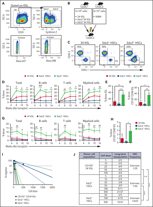 Sdc2+ HSCs exhibit increased self-renewal capacity. (A) Representative gating strategy to isolate 34–KSL cells (HSCs), Sdc2– HSCs, or Sdc2+ HSCs. (B) Experimental design for primary competitive repopulation assay of 500 Scd2+ HSCs, Sdc2– HSCs, and 34-KSL HSCs from CD45.1+ mice into CD45.2+ recipients. (C) Representative flow cytometric analysis of donor CD45.1+ engraftment in the PB of recipient CD45.2+ mice at 16 weeks posttransplant. (D) Percentages of total donor CD45.1+ cells, B cells, T cells, and myeloid cells in the PB over time in recipient CD45.2+ mice in the groups shown (n = 7 mice pooled for donor cell isolation; n = 10-17 recipient mice per group). (E-F) Percentages of donor CD45.1+ KSL cells and CD45.1+CD150+CD48–KSL cells at 16 weeks in the BM of recipient CD45.2+ mice (n = 10-17 recipient mice per group). (G) Percentages of total donor CD45.1+ cells, B cells, T cells, and myeloid cells in the PB over time after secondary competitive transplant in the treatment groups shown (n = 10-17 recipient mice per group). (H) Percentages of donor CD45.1+ CD150+CD48–KSL cells in the BM of recipient mice at 16 weeks postsecondary transplant (n = 10-17 recipient mice per group). (I) Graph of limiting dilution analysis of engraftment of Sdc2+ HSCs, Sdc2– HSCs, or CD150+ HSCs (CD45.1+) at 16 weeks after competitive transplant into lethally irradiated C57BL/6 (CD45.2+) mice. CD45.1+ donor engraftment ≥0.1% was considered positive for engraftment (n = 10 mice pooled for donor cell isolation; n = 4-21 recipient mice per dose). (J) HSC frequency estimates in CD150+ HSCs, Sdc2+ HSCs, and Sdc2– HSCs are displayed based on Poisson statistical analysis of engraftment data shown. (K) Representative gating strategy used to isolate CD150+34–KSL Sdc2+ cells and CD150+34–KSL Sdc2– cells for competitive transplantation of 300 isolated cells. (L) Percentages of total donor CD45.1+ cells, B cells, T cells, and myeloid cells in the PB over time after primary competitive transplant (n = 10 mice pooled for donor cell isolation; n = 8-10 recipient mice per condition). Error bars = standard error of the mean; statistics denote one- or two-way analysis of variance followed by Holm-Šidák’s corrected unpaired Student t test. *P < .05, **P < .01, ***P < .001, ****P < .0001 for comparison of Sdc2+ HSCs vs Sdc2– HSCs in panels D and G or comparison of CD150+34–KSL Sdc2+ cells vs CD150+34–KSL Sdc2– cells in panel L. #P < .05, ##P < .01, ###P < .001 for comparison of Sdc2+ HSCs and 34–KSL cells (HSCs) in panels D and G. IgG, immunoglobulin G; n.s., not significant; SSC-A, side scatter area.