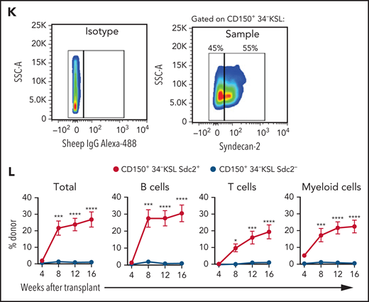 Sdc2+ HSCs exhibit increased self-renewal capacity. (A) Representative gating strategy to isolate 34–KSL cells (HSCs), Sdc2– HSCs, or Sdc2+ HSCs. (B) Experimental design for primary competitive repopulation assay of 500 Scd2+ HSCs, Sdc2– HSCs, and 34-KSL HSCs from CD45.1+ mice into CD45.2+ recipients. (C) Representative flow cytometric analysis of donor CD45.1+ engraftment in the PB of recipient CD45.2+ mice at 16 weeks posttransplant. (D) Percentages of total donor CD45.1+ cells, B cells, T cells, and myeloid cells in the PB over time in recipient CD45.2+ mice in the groups shown (n = 7 mice pooled for donor cell isolation; n = 10-17 recipient mice per group). (E-F) Percentages of donor CD45.1+ KSL cells and CD45.1+CD150+CD48–KSL cells at 16 weeks in the BM of recipient CD45.2+ mice (n = 10-17 recipient mice per group). (G) Percentages of total donor CD45.1+ cells, B cells, T cells, and myeloid cells in the PB over time after secondary competitive transplant in the treatment groups shown (n = 10-17 recipient mice per group). (H) Percentages of donor CD45.1+ CD150+CD48–KSL cells in the BM of recipient mice at 16 weeks postsecondary transplant (n = 10-17 recipient mice per group). (I) Graph of limiting dilution analysis of engraftment of Sdc2+ HSCs, Sdc2– HSCs, or CD150+ HSCs (CD45.1+) at 16 weeks after competitive transplant into lethally irradiated C57BL/6 (CD45.2+) mice. CD45.1+ donor engraftment ≥0.1% was considered positive for engraftment (n = 10 mice pooled for donor cell isolation; n = 4-21 recipient mice per dose). (J) HSC frequency estimates in CD150+ HSCs, Sdc2+ HSCs, and Sdc2– HSCs are displayed based on Poisson statistical analysis of engraftment data shown. (K) Representative gating strategy used to isolate CD150+34–KSL Sdc2+ cells and CD150+34–KSL Sdc2– cells for competitive transplantation of 300 isolated cells. (L) Percentages of total donor CD45.1+ cells, B cells, T cells, and myeloid cells in the PB over time after primary competitive transplant (n = 10 mice pooled for donor cell isolation; n = 8-10 recipient mice per condition). Error bars = standard error of the mean; statistics denote one- or two-way analysis of variance followed by Holm-Šidák’s corrected unpaired Student t test. *P < .05, **P < .01, ***P < .001, ****P < .0001 for comparison of Sdc2+ HSCs vs Sdc2– HSCs in panels D and G or comparison of CD150+34–KSL Sdc2+ cells vs CD150+34–KSL Sdc2– cells in panel L. #P < .05, ##P < .01, ###P < .001 for comparison of Sdc2+ HSCs and 34–KSL cells (HSCs) in panels D and G. IgG, immunoglobulin G; n.s., not significant; SSC-A, side scatter area.