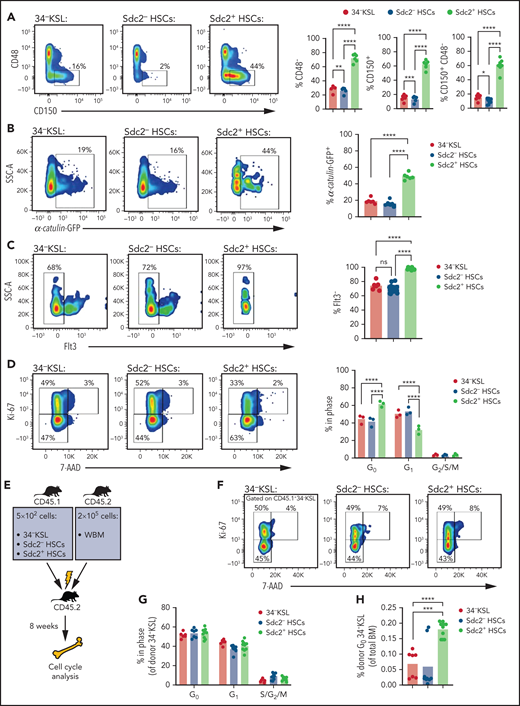 Sdc2+ HSCs display increased quiescence and proliferative capacity. (A) At left, representative flow cytometric analysis of CD150+CD48– cells within BM 34–KSL cells (HSCs), Sdc2– HSCs, and Sdc2+ HSCs; at right, percentages of CD48–, CD150+, and CD150+CD48– cells in each population are shown (n = 8 mice per group). (B) At left, α-catulin GFP expression in 34–KSL cells (HSCs), Sdc2– HSCs, and Sdc2+ HSCs; at right, percentages of ɑ-catulin+ cells in each population (n = 6 mice per group). (C) At left, Flt3 expression in 34–KSL cells (HSCs), Sdc2– HSCs, and Sdc2+ HSCs; at right, percentages of Flt3– cells in each population (n = 8 mice per group). (D) At left, representative flow cytometric analysis showing percentages of 34–KSL cells (HSCs), Sdc2– HSCs, and Sdc2+ HSCs in G0, G1, and G2/S/M phases; at right, percentages of cells in G0, G1, and G2/S/M phases (n = 3 mice per group). (E) Experimental design for primary competitive repopulation assay of Sdc2+ HSCs, Sdc2– HSCs, and HSCs from CD45.1+ mice into CD45.2+ recipients for cell cycle analysis. (F) Representative flow cytometric analysis showing percentages of 34–KSL cells (HSCs), Sdc2– HSCs, and Sdc2+ HSCs in G0, G1, and G2/S/M phases at 8 weeks posttransplant. (G) Quantification of the percentage of donor cells within each cell cycle phase (n = 7-10 mice per group). (H) Quantification of the percent donor 34–KSL HSCs in G0 relative to BM cells (n = 7-10 mice per group). Error bars = standard error of the mean; statistics denote Holm-Šidák’s post hoc unpaired Student t test following one-way ANOVA; *P < .05, **P < .01, ***P < .001, ****P < .0001. ns, not significant; SSC-A, side scatter area; WBM, whole BM.
