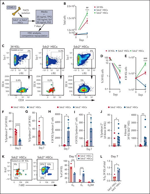 Sdc2+ HSCs generate HSCs in culture with increased self-renewal ability. (A) Experimental design for ex vivo culture of 34–KSL HSCs, Sdc2– HSCs, or Sdc2+ HSCs in TSF media (n = 4-5 replicates per group). (B) Mean numbers of total cells after 7-day culture (n = 4-5 replicates per group). (C) Representative flow cytometric analysis of KSL cells and 34–KSL cells at day 7 in each group (n = 4-5 replicates per group). Percentages (D) and numbers (E) of 34–KSL cells in each group at day 7 of culture (n = 4-5 replicates per group). Percentages of Syndecan-2+ cells of 34–KSL in each condition at day 3 (F) or day 7 (G) after culture (n = 4-5 replicates per group). Number of syndecan-2– (H) and syndecan-2+ (I) cells of 34–KSL in each condition at day 7 after culture (n = 4-5 replicates per group). (J) Percentages of syndecan-2+ cells of donor-derived 34–KSL cells at 8 weeks after transplantation of 500 Sdc2+ or Sdc2– HSCs (n = 4-5 replicates per group). (K) At left, representative flow cytometric analysis showing percentages of 34–KSL cells (HSCs) derived from Sdc2– HSCs or Sdc2+ HSCs in G0, G1, and G2/S/M phases at day 7; at right, percentages of cells in G0, G1, and G2/S/M phases (n = 3 replicates per group). (L) Percentages of 34–KSL cells derived from Sdc2– HSCs or Sdc2+ HSCs in G0 relative to total cell output (n = 3 replicates per group). (M) Percentages of total donor CD45.1+ cells, B cells, T cells, and myeloid cells in the PB of recipient CD45.2+ mice over time after transplantation of day 7 progeny of 34–KSL HSCs, Sdc2– HSCs, or Sdc2+ HSCs cultured with TSF media (n = 5-6 recipients per group). (N) Percentages of donor CD45.1+ CD150+CD48–KSL cells in the BM of recipient mice at 16 weeks posttransplant. Error bars = standard error of the mean; statistics denote Holm-Šidák’s post hoc unpaired Student t test after 1- or 2-way analysis of variance. *P < .05, **P < .01, ***P < .001, ****P < .0001 for Sdc2+ HSCs vs Sdc2– HSCs. #P < .01, ##P < .01, ###P < .001 for comparison between Sdc2+ HSCs and 34–KSL HSCs. Scf, stem cell factor; SSC-A, side scatter area; TPO, thrombopoietin.