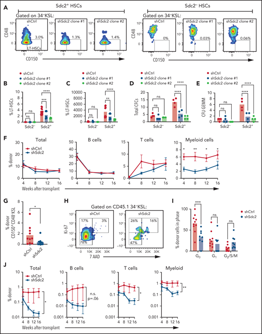 Syndecan-2 regulates HSC quiescence and self-renewal capacity. (A) Representative flow cytometric analysis of CD150+CD48– cells within the 34–KSL population treated for 48 hours with two Sdc2 short hairpin RNA clones (shSdc2 Clone #1 and shSdc2 Clone #2) or control short hairpin RNA (shCtrl, n = 3-6 replicates per group). (B) Percentages of CD150+CD48–34–KSL cells (LT-HSCs) in Sdc2– and Sdc2+ cells treated with shSdc2 or shCtrl (n = 3-6 replicates per group). (C) Numbers of phenotypic LT-HSCs after treatment with shSdc2 or shCtrl (n = 3-6 replicates per group). Numbers of total colony-forming cells (CFCs) (D) and CFU-GEMMs (E) in BM 34–KSL cells at 48 hours after treatment with shSdc2 or shCtrl (n = 4 replicates per group). (F) Percentages of total donor CD45.1+ cells in the PB of recipient CD45.2+ mice over time and percentages of donor cells within the B-cell, T-cell, and myeloid cell populations over time after competitive transplantation of shSdc2-treated BM 34–KSL cells or shCtrl-treated BM 34–KSL cells (n = 8-10 recipients per group). (G) Percentages of donor CD45.1+CD150+CD48– cells in the BM at 16 weeks posttransplant in each group (n = 8-10 recipients per group). (H) Representative cell cycle analysis of donor CD45.1+34–KSL cells in the BM of recipient mice at 16 weeks after transplantation of shSdc2-treated KSL cells or shCtrl-treated KSL cells. (I) Quantification of the percentages of donor cells in G0, G1, and G2/S/M phases in the groups shown (n = 8-10 replicates per group). (J) Percentages of total donor CD45.1+ cells, B cells, T cells, and myeloid cells in the PB over time after secondary competitive transplant in the treatment groups shown (n = 8-10 replicates per group). Error bars = standard error of the mean. Statistics denote Holm-Šidák’s post hoc unpaired Student t test after 1- or 2-way analysis of variance; for secondary competitive transplants, statistics denote the overall effect of shSdc2 treatment. *P < .05, **P < .01, ***P < .001, ****P < .0001. ns, not significant; SSC-A, side scatter area.