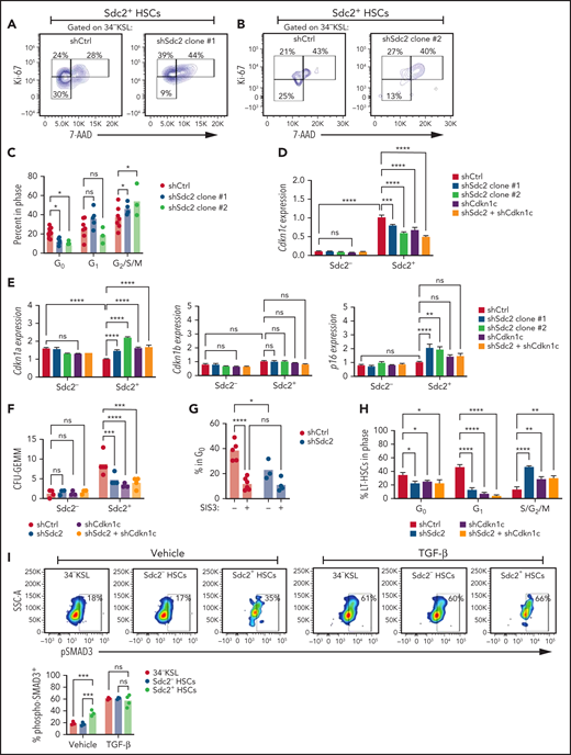 Syndecan-2 regulates HSC quiescence through Cdkn1c. Representative cell cycle analysis of shSdc2 Clone #1–treated (A) and shSdc2 Clone #2–treated (B) and shCtrl-treated Sdc2+34–KSL cells. (C) Percentages of 34–KSL cells in G0, G1, and G2/S/M phases in each group (n = 4-5 replicates per group). (D) Quantitative reverse transcription polymerase chain reaction analysis for the expression of Cdkn1c in Sdc2+ and Sdc2– BM 34–KSL cells treated with shCtrl, shSdc2, shCdkn1c, or shSdc2 and shCdkn1c (n = 3-12 replicates per group). (E) Quantitative reverse transcription polymerase chain reaction analysis for the expression of Cdkn1a, Cdkn1b, and p16 in Sdc2+ and Sdc2– BM 34–KSL cells treated with shCtrl, shSdc2, shCdkn1c, or shSdc2 and shCdkn1c (n = 3-12 replicates per group). (F) Numbers of CFU-GEMMs from 250 Sdc2+ HSCs treated with shCtrl, shSdc2, shCdkn1c, or shSdc2 + shCdkn1c. (G) Percentages of Sdc2+ HSCs in G0 after treatment with shSdc2 or shCtrl and 5 µM SIS3 or vehicle for 24 hours (n = 3-6 replicates per group). (H) Percentages of CD150+CD48–34–KSL LT-HSCs in G0, G1, and G2/S/M phases from Ki-67/7-AAD analysis (n = 3-4 replicates per group). (I) At left, representative flow cytometric analysis showing phospho-SMAD3 expression in 34–KSL, 34–KSL Sdc2–, and 34–KSL Sdc2+ HSCs as baseline and after TGFβ stimulation for 30 minutes; at right, quantification of the percent phospho-SMAD3 cells within each population. (J) Quantification of CFU-GEMMs from 100 Sdc2+ HSCs or Sdc2– HSCs treated with 5 µM SIS3 or vehicle (n = 5 mice, pooled for sort; n = 4 replicates per group). (K) Percent 34–KSL cells (percentage of live cells) after SIS3 treatment of Sdc2+ and Sdc2– HSCs for 7 days in TSF media (n = 3-6 replicates per group). (L) Volcano plots depicting differentially expressed genes in Sdc2+ HSCs vs Sdc2– HSCs. Differentially expressed genes were detected with parameters of P < .05, and fold change (FC) >2 or less than −2. (M) Heat map depicting Ingenuity Pathway Analysis comparing Sdc2+ HSCs and Sdc2– HSCs (n = 10 mice pooled to sort each population; n = 3 replicates per population; comparisons made between individual samples). (N) Heat map depicting selected differentially expressed genes within Hematological System Development, and (O) Cell Growth and Proliferation genes from Ingenuity Pathway Analysis of 34–KSL HSCs, Sdc2– HSCs, and Sdc2+ HSCs (n = 10 mice pooled to sort each population; n = 3 replicates per population). Error bars = standard error of the mean; statistics denote 2-way analysis of variance followed by unpaired Student t test. *P < .05, **P < .01, ***P < .001, ****P < .0001. FDR, false discovery rate; ns, not significant; SSC-A, side scatter area.
