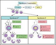 Graphical abstract for: Syndecan-2 enriches for hematopoietic stem cells and regulates stem cell repopulating capacity;
