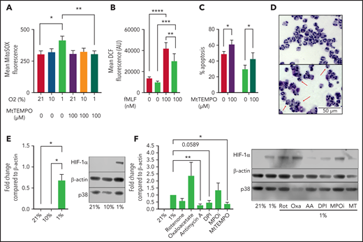 Hypoxia induces the production of mROS in neutrophils, which augments HIF-1α stabilization. (A-B) Neutrophils cultured in normoxia (21% O2, red bars), 10% O2 (light green bars), or hypoxia (1% O2, blue bars) were stained with redox-sensitive dyes and fluorescence intensity analyzed using flow cytometry. (A) Neutrophil mROS levels were determined using MitoSOX Red after 1 hour in culture, n = 7. (B) Overall cellular ROS levels were quantified with DCF staining following treatment with fMLF, n = 8. (C,D) Untreated neutrophils (filled bars) and neutrophils treated with MitoTEMPO (open bars) were aged for 20 hours in normoxia or hypoxia and apoptosis determined through morphology, n = 7. Representative images at ×40 original magnification show hypoxia (top), hypoxia with MitoTEMPO (bottom). Red arrows indicate apoptotic cells. (E) Neutrophils were cultured for 4 hours in normoxia, 10% O2, or hypoxia, sonication lysed, and proteins separated by sodium dodecyl sulphate-polyacrylamide gel electrophoresis (SDS-PAGE). Membranes probed for HIF-1α relative to β-actin loading control, n = 4. (F) Neutrophils were cultured with or without rotenone (Rot, 2 μM), oxaloacetate (Oxa, 2 μM), antimycin A (AA, 10 ng/mL), DPI (10 μM), myeloperoxidase inhibitor-I (MPOi, 100 μM), or MitoTEMPO (MT, 100 μM) before lysis, SDS-PAGE, and membranes probed for HIF-1α relative to β-actin loading control, n = 6. Data represented as mean ± SEM. P values determined by (A-C) 2-way ANOVA or (E-F) 1-way ANOVA, *P < .05, **P < .01, *P < .001, ****P < .0001.