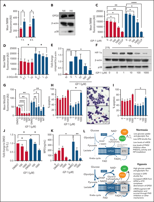 Neutrophil hypoxic mROS release is driven by flux through the glycerol 3-phosphate shuttle. (A-K) Neutrophils were cultured in normoxia (21% O2, red bars) and hypoxia (1% O2, blue bars). (A) Mitochondrial membrane potential was determined by TMRM staining in neutrophils aged for 1 or 4 hours, n = 6. (B) Neutrophils cultured for 4 hours were lysed, proteins separated by SDS-PAGE, and membranes probed for GPD2, n = 3. (C) Neutrophils were treated with the GPD2 inhibitor iGP-1 or the protonophore CCCP membrane potential measured using TMRM dye, n = 6 (normoxia/hypoxia 1000 μm iGP-1 n = 4). (D) Neutrophils were treated with the glycolytic inhibitor 2-DG and membrane potential measured using TMRM dye, n = 3. (E-F) Neutrophils were lysed after 4 hours in culture, proteins separated by SDS-PAGE and membranes probed for HIF-1α expression, n = 4. (G) Neutrophils aged for 1 hour were treated with iGP-1 or the ROS scavenger MitoTEMPO (MT) stained with MitoSOX dye to assess mROS production, n = 6. (H-I) Apoptosis rates were determined in neutrophils aged for 20 hours by morphology (H), n = 3, and Annexin-TO-PRO3 positivity (I), n = 3. Representative images at ×40 original magnification show hypoxia (top) and hypoxia with 1 mM iGP-1 treatment. Red arrows indicate apoptotic cells. (J) Neutrophils were treated for 1 hour with iGP-1 in normoxia or hypoxia before infection with heat-killed CTFR-labeled S. aureus (SH1000 - MOI 1:1) and phagocytic uptake quantified after 5 minutes by flow cytometry, n = 5. (K) Neutrophil release of MPO was quantified following 4 hours of incubation in normoxia or hypoxia with iGP-1 and priming stimulation with granulocyte macrophage colony-stimulating factor (10 ng/mL) and fMLF (100 nM), n = 6; untreated, n = 3. (L) Schematic representation of the role of the glycerol-3-phosphate shuttle in the stabilization of HIF-1α. Data represent mean ± SEM. P values determined by (A,J,K) 2-way ANOVA, (C-E,H-I) paired t tests, or (F-G) 1-way ANOVA with Tukey’s multiple comparisons, **P < .01. ETC, electron transport chain.