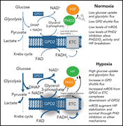 Graphical abstract for: Neutrophil HIF-1α stabilization is augmented by mitochondrial ROS produced via the glycerol 3-phosphate shuttle;