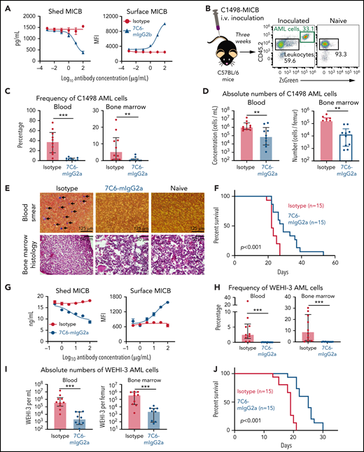 7C6 inhibits the in vivo outgrowth of AML in 2 mouse models. (A-F) C1498-MICB and AML model in immunocompetent C57BL/6 mice. (G-J) WEHI-3-MICB and AML model in immunocompetent Balb/c mice. (A) 7C6-mIgG2b inhibits the shedding of MICB by C1498 cells. The C1498-MICB cell line was cultured for 24 hours with the indicated antibodies at the indicated doses, followed by analysis of soluble MICB shed into supernatants with a sandwich enzyme-linked immunosorbent assay (ELISA) and surface MICB on cells via flow cytometry. MFI, mean fluorescence intensity. (B-E) C57BL/6 mice were inoculated IV with 2 × 106 C1498-MICB cells, which corresponds to day 0. Mice were treated via IP injections with 200 μg of the indicated antibodies on days 5 and 6; on day 14, mice were treated with just 100 μg of the indicated antibodies. Euthanasia and analysis of blood and bone marrow were performed on day 21. (B) Illustration of the procedure and identification of ZsGreen+ C1498-MICB in the blood by flow cytometry. (C-E) 7C6-mIgG2a reduces the frequency (C) and absolute numbers (D) of C1498-MICB in the blood and bone marrow of mice. (E) Similar results were found via histopathology. (C) The frequency of C1498-MICB was measured after staining blood cells with an antigen-presenting cell-conjugated CD45 antibody followed by identification of ZsGreen+ C1498-MICB by flow cytometry. (D) The absolute numbers of C1498-MICB were determined after multiplying the C1498-MICB frequency by the concentration of total blood cells and bone marrow cells from femur. Wright-Giemsa staining (top) and hematoxylin-eosin staining (bottom) of blood smears and femurs, respectively. (E) The arrows indicate leukemia-like cells. (F) 7C6-mIgG2a prolongs the survival of leukemia-bearing mice. C57BL/6 mice were inoculated IV with 1 × 106 C1498-MICB cells and treated with the indicated antibodies on days 5, 6, and 14 (same antibody treatment regimen of experiment shown in panels C-E). Mice were euthanized when they showed physical signs of disease (weight loss, limb paralysis, moribund state, and/or curved posture). (G) 7C6-mIgG2a inhibits the MICB shedding by WEHI-3-MICB and stabilizes the surface protein. WEHI-3-MICB was treated for 24 hours with the indicated concentrations of the indicated antibodies, followed by analyses of soluble MICB shed into supernatants by sandwich ELISA and surface MICB on cells by flow cytometry. (H-I) 7C6 inhibits WEHI-3-MICB in vivo. Balb/c mice were inoculated IV with 2 × 106 WEHI-3-MICB and, on days 5 and 6, treated with 0.2 mg of 7C6-mIgG2a or isotype. On day 14, only 0.1 mg of antibodies were administered. Euthanasia and analyses of leukemia by flow cytometry were done on day 20. (J) 7C6 prolongs the survival of mice in the WEHI-3-MICB model. Balb/c mice were inoculated IV with 5 × 105 WEHI-3-MICB and treated with 0.2 mg of 7C6-mIgG2a or isotype on days 1, 4, and 8. As in panel F, mice were euthanized when they showed physical signs of disease. Data representative of 3 (A,G) and pooled of 2 (C-D,F,H-J) independent experiments. Data in panel E are representative of 5 mice per antibody and 2 naïve mice. (C-D,H-I) **P < .01; ***P < .001, (Mann-Whitney test). In panels F and J, the P values were calculated by Mantel-Cox test. In panels A and G, 3 wells per antibody concentration were used. (C-D,H-I) Each dot indicates 1 mouse. Data are (A,G) mean ± standard error or (C-D,H-I) median ± interquartile range.