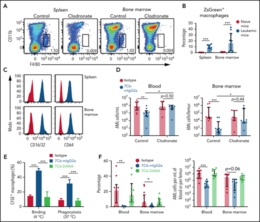 7C6 inhibits AML by triggering antibody-dependent phagocytosis. (A) Identification of macrophages and validation of their depletion in the spleen and bone marrow. C57BL/6 mice were inoculated IV with 0.2 mL of control or clodronate liposomes on days −8 and −1. On day 0, spleens and femoral bone marrows were collected after euthanasia, and CD11b+ F4/80+ macrophages, which are also negative for CD49b, CD3ε, B220, and Ly6G (supplemental Figure 6A-B), were analyzed by flow cytometry. Data representative of 2 mice per experiment and 2 independent experiments. (B-C) Characterization of spleen and bone marrow macrophages from leukemic mice. C57BL/6 mice were inoculated IV with 2 × 106 C1498-MICB and euthanized on day 20 for analyses. Naïve mice did not receive the leukemia cells and were euthanized together with the leukemic mice. Macrophages were identified by flow cytometry as in panel A. Spleen and bone marrow macrophages (B) acquire the ZsGreen fluorescence and (C) express high levels of Fc activating receptors in mice that were inoculated with C1498-MICB. (C) Red = isotype, Blue = anti-CD16/32 or anti-CD64. (D) Macrophages are required by 7C6 to inhibit AML. C57BL/6 mice were inoculated IV with 0.2 mL of clodronate or control liposomes on days −1, 5, and 14, and with 2 × 106 C1498-MICB on day 0. Antibody treatments were performed on days 5, 6, and 14, and euthanasia for flow cytometry-based analyses of leukemia burdens on day 19. (E) 7C6-mIgG2a triggers antibody-dependent phagocytosis. C57BL/6 mice’s bone marrow cells were differentiated to macrophages via 7 to 14 days culture with 10 ng/mL macrophage colony-stimulating factor. Before assay, C1498-MICB cells were treated with 20 μg/mL of 7C6-mIgG2a, 7C6-DANA, or isotype. Subsequently, these leukemia cells were labeled with CFSE and cocultured at 37°C or just incubated at 4°C with macrophages for 1 hour. After this, macrophages were detached with 10 mmol/L EDTA, labeled with F4/80 antibody, and analyzed by flow cytometry. (F) Fc receptor recognition is required by 7C6 to inhibit AML. Frequency (left) and absolute numbers (right) of leukemia cells are shown. C57BL/6 mice were inoculated IV with 2 × 106 C1498-MICB and treated with antibodies on days 5, 6, and 14. Euthanasia and flow cytometry-based analyzes of leukemia cells in the blood and bone marrow were done on day 19. Data are (B,D,F) median ± interquartile range or (E) mean ± SD, and are representative of (A) 2 or (E) 3, or (B,D,F) pooled of 2 independent experiments. *P < .05; **P < .01; ***P < .001, Mann-Whitney test comparing (B,D,F) 2 groups or (E) 2-way ANOVA with Bonferroni’s post hoc test.