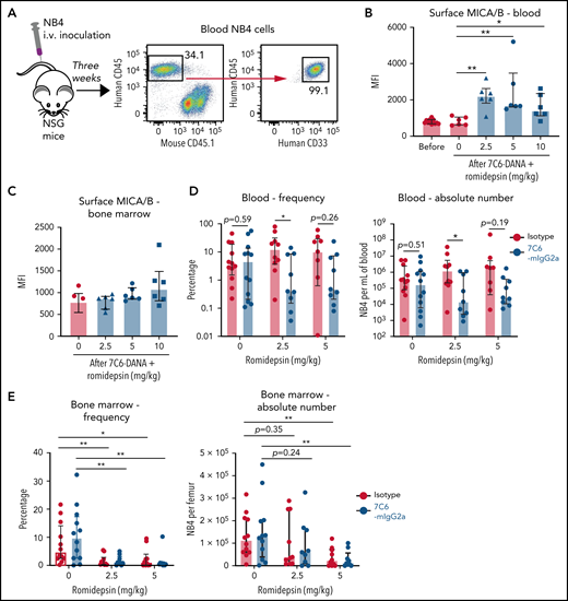 The 7C6 + romidepsin combination therapy increases MICA/B in vivo and inhibits AML. (A-E) NSG mice were inoculated IV with 2 × 106 NB4 cells, which were then analyzed ∼3 weeks later by flow cytometry for identification of human CD45+ human CD33+ mouse CD45.1− cells in the bloods and femoral bone marrows. (A) A drawing and representative flow cytometry plots illustrating this human AML model. (B-C) In 7C6-treated mice, romidepsin enhances the surface MICA/B levels in NB4 cells (B) from the blood (C) but not bone marrow. On day 23 after NB4 inoculation, a subset of mice was bled via submandibular bleeding to analyze the surface MICA/B levels on NB4 by flow cytometry. Subsequently, the mice were treated with the indicated doses of romidepsin plus 0.2 mg 7C6-hIgG1-DANA on days 23 and 24. On day 25, mice were euthanized via CO2 and the surface MICA/B levels on NB4 cells isolated from the (B) blood, and (C) femoral bone marrows were analyzed by flow cytometry. (D-E) Combination therapy with romidepsin and 7C6. On days 18 and 19 after NB4 inoculation, mice were treated with the indicated doses of romidepsin + 0.2 mg of the indicated antibodies. Analysis of leukemia cells was done 1 week later by flow cytometry. Analyses of NB4 cells in the (D) blood and (E) femoral bone marrow are shown. (B-E) Data are median ± interquartile range and are pooled of 2 independent experiments. *P < .05. **P < .01 (Mann-Whitney tests comparing 2 groups at a time).