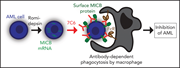 Graphical abstract for: MICA/B antibody induces macrophage-mediated immunity against acute myeloid leukemia;