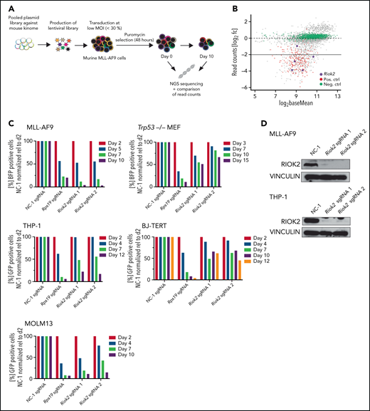 Identification and in vitro validation of RIOK2 dependency in AML. (A) Experimental overview of the kinome-wide, domain-focused CRISPR screening. Murine cells harboring an MLL-AF9 translocation were transduced with a lentiviral sgRNA library followed by puromycin selection. NGS was performed on samples immediately after and 10 days after the selection. (B) DeSeq2 analysis of the screening results. sgRNAs for positive control genes are depicted in red, negative control sgRNAs in green, and sgRNAs targeting Riok2 in purple. (C) Competition-based proliferation assays in murine MLL-AF9 and Trp53−/− MEFs and human THP-1, BJ-TERT and MOLM13 cell lines using an sgRNA plasmid containing a BFP or GFP fluorophore. The percentage of positive cells was quantified by FACS and normalized to the nontargeting control, relative to the initial time point for each of the indicated sgRNAs. Data from a representative experiment are shown. (D) Western blots for murine and human RIOK2 4 days after sgRNA transduction. Cells were selected by puromycin for 3 days, beginning 24 hours after transduction with the indicated sgRNAs. NC-1, nontargeting control 1.