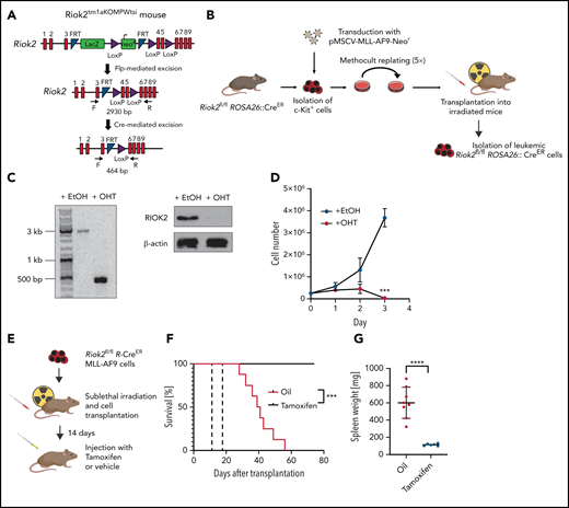 RIOK2 is required for maintaining AML in vivo. (A) Genetic locus and crossing strategy of the Riok2tm1aKOMPWtsi mouse. After rederivation, the mice were crossed with FlpE mice to excise the LacZ+neoR cassette. The progeny of this cross was then crossed with ROSA26::CreERT mice to induce Cre-mediated excision of exons 4 and 5 of Riok2 after tamoxifen treatment. (B) Experimental outline of the Riok2fl/fl R-CreER MLL-AF9 cell line generation. c-Kit+ cells were isolated from a C57/BL6 carrying homozygous floxed Riok2 alleles and transduced with a retrovirus expressing the MLL-AF9 oncogene. After 5 rounds of replating, the cells were transplanted into sublethally irradiated mice and isolated after the mice developed full-blown leukemia. (C) Agarose gel showing PCR products from the amplified region of the floxed Riok2 locus after a 72-hour treatment of Riok2fl/fl R-CreER MLL-AF9 cells with EtOH or OHT (left). Western blot showing RIOK2 protein levels in Riok2fl/fl R-CreER MLL-AF9 cells 72 hours after addition of EtOH or OHT to the culture medium (right). (D) Growth curve of MA9 Riok2fl/fl R-CreER cells after OHT or EtOH addition to the culture medium (n = 3 biological replicates). Multiple unpaired Student t tests were performed to assess statistical significance between the OHT- and EtOH-treated cells. ***P < .001. Error bars represent standard deviation. (E) Experimental overview testing the role of Riok2 in vivo. Riok2fl/fl R-CreER MLL-AF9 cells were transplanted into sublethally irradiated B6/SJL mice. Fourteen days after transplantation, mice were injected with either tamoxifen or oil and monitored for survival. (F) Survival curve of 14 B6-SJL mice receiving transplants of with MA9 Riok2fl/fl R-CreER cells. Dotted lines indicate the time (days 14-19) when the mice were injected daily with either tamoxifen (n = 6) or oil (n = 8). A log-rank (Mantel-Cox) test was performed to assess differences in survival (P = .0003). (G) Spleen weights of mice at the time of death or experimental end point (day 74). Error bars represent standard deviation (SD). A Student t test was performed to assess significance. ****P < .0001.