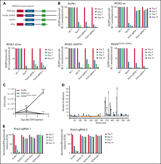The ATPase function of RIOK2 is essential for supporting leukemia proliferation. (A) Overview of the different RIOK2 mutants used for structure-function analysis. NES, nuclear export signal; wHTH, winged helix-turn-helix domain. (B) Competition-based proliferation assays in murine MLL-AF9 cells expressing the depicted RIOK2 mutants. Expression of luciferase (stuffer) was used as the negative control. MA9 cells were transduced with an sgRNA plasmid containing a BFP fluorophore to knock out endogenous Riok2. The percentage of positive cells was quantified by FACS and normalized to the nontargeting control relative to the initial time for each sgRNA. Data from a representative experiment are shown. (C) Growth curve of MA9 Riok2fl/fl R-CreER cells transduced with lentiviruses expressing the indicated proteins. OHT was added to the cell culture medium at day 0 (n = 3 biological replicates). Multiple unpaired Student t tests were performed to assess statistical significance comparing RIOK2 WT and RIOK2K123A, D246A-expressing cell lines with the stuffer cell line. ***P < .001. ns, not significant. Error bars represent SD. (D) Diagram depicting RIOK2 phosphorylation sites based on data from PhosphoSitePlus.25 Asterisks mark phosphorylation sites mutated in the RIOK2 4A (red asterisks) and 8A (red and black asterisks) mutants. (E) Competition-based proliferation assays in murine MLL-AF9 cells expressing WT RIOK2, 4A or 8A mutants as indicated. The cells were transduced with a lentivirus expressing BFP and the indicated Riok2 sgRNAs. The percentage of positive cells was quantified by FACS and normalized to the nontargeting control relative to the initial time point for each sgRNA. Data from a representative experiment are shown.