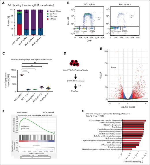 Loss of RIOK2 leads to decreased protein synthesis followed by apoptosis. (A) Quantification of FACS-based EdU labeling and calculation of cell cycle distribution of MA9 cells 6 days after transduction with lentiviruses expressing the indicated sgRNAs. n = 3 for each sgRNA. Error bars represent standard error of the mean. (B) Two representative FACS plots of EdU-labeled MA9 cells expressing either NC-1 or Riok2 sgRNAs. (C) OP-puro labeling followed by FACS analysis of cells transduced with lentiviruses expressing Riok2, Rps19, or NC-1 sgRNAs. The translation inhibitor cycloheximide was used as a positive control. Analysis was performed on FACS-sorted cells 4 days after sgRNA transduction. The Student t test was used to assess statistical significance. **P < .01; ****P < .0001. n = 2-3 biological replicates. Error bars represent SD. (D) Overview of the RNA-Seq experiments using MA9 Riok2fl/fl R-CreER treated with either OHT (n = 3 biological replicates) or EtOH (n = 3 biological replicates) for 72 hours. (E) Volcano plot showing upregulated and downregulated transcripts after loss of RIOK2. Significantly changed transcripts (P < .05; log2 FC > ±1) are shown in red. (F) Gene set enrichment analysis of apoptosis hallmark gene signatures comparing OHT vs EtOH treated Riok2fl/fl R-CreER MA9 cells. (G) Gene Ontology term analysis on significantly downregulated genes upon 72 of OHT treatments of Riok2fl/fl R-CreER MA9 cells (log2FC <−1; P < .05).
