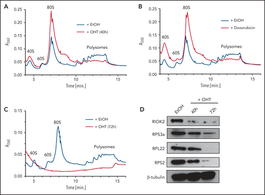 RIOK2 loss leads to ribosomal stalling and ribosome degradation. (A) Polysome profiles of lysates prepared from MA9 Riok2fl/fl R-CreER cells treated for 40 hours with EtOH or OHT. (B) Polysome profiles of lysates prepared from MA9 Riok2fl/fl R-CreER cells treated for 40 hours with EtOH or with 200 nM doxorubicin for 12 hours. EtOH control is the same sample as in panel A. (C) Polysome profiles of lysates prepared from MA9 Riok2fl/fl R-CreER cells treated with EtOH or OHT for 72 hours. (D) Western blot analysis for the indicated proteins of MA9 Riok2fl/fl R-CreER cells treated with EtOH for 72 hours or with OHT for 40 or 72 hours, as indicated.