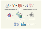 Graphical abstract for: Targeting RIOK2 ATPase activity leads to decreased protein synthesis and cell death in acute myeloid leukemia;