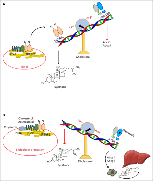 Regulation of cholesterol homeostasis by SREBP2 and LXR. (A) In conditions of low cholesterol levels, SCAP escorts SREBP2 to Golgi apparatus, where it is cleaved and activated. Subsequently, SREBP2 binds and activates the expression of genes regulating de novo cholesterol synthesis. LXRs remain in a repressive state. (B) In conditions of high cholesterol levels, oxysterols, cholesterol, or desmosterol keeps the trimolecular complex INSIG/SCAP/SREBP2 in the ER, not allowing cholesterol synthesis. Oxysterols engage LXRs, which activate expression of the cholesterol transporters ABCA1 and ABCG1. These transporters induce the reverse cholesterol transport pathway, leading to elimination of excess cholesterol through bile acid formation and excretion.