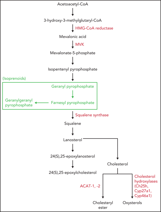 Cholesterol, CE, and oxysterol synthesis. The main enzymes involved in cholesterol, CE, and oxysterol synthesis (red). HMG-CoA reductase, squalene synthase, and ACAT-1 enzymes are also the target of specific drugs. The pathway leading to isoprenoid formation is shown (green).