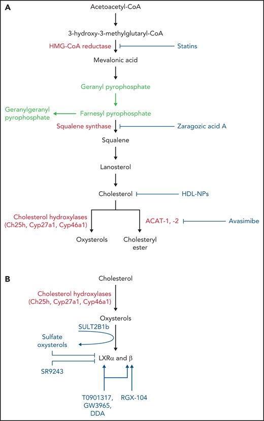 Drugs interfering with cholesterol and CE synthesis and LXR activity. (A) Drugs interfering with cholesterol and CE synthesis. Statins block both cholesterol synthesis and isoprenoid formation (green), whereas ZAA blocks cholesterol synthesis, leaving intact isoprenoid formation (green). Avasimibe blocks formation of CEs by inhibiting the ACAT-1. HDL-NPs promote cellular cholesterol efflux and restrain cholesterol delivery by targeting scavenger receptor type B-1. (B) LXRs can be inhibited by sulfate oxysterols through the activity of sulfotransferase 2B1b (SULT2B1b) enzyme and by the inverse agonist SR9243. LXRs are activated by oxysterols generated through the activity of cholesterol hydroxylases (eg, ch25h, Cyp27a1, Cyp46a1) or auto-oxidation and by LXRβ-selective (RGX-104) and nonselective LXR agonists (T0901317, GW3965, DDA).