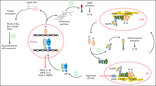 SREBP2 and LXR pathways regulating inflammation. Upregulation of cholesterol synthesis by SREBP2 also involves NLRP3 activation as SCAP forms a ternary complex and escorts both proteins to the Golgi apparatus (1). NLRP3 and inflammasome activation leads to IL-1β release. Increased cholesterol synthesis induces mitochondrial damage, release of mitochondrial DNA, and activation of the AIM2 component of the inflammasome (2). Oxysterols, such as 25-HC, inhibit inflammation by blocking cholesterol synthesis and inflammasome activation and activating LXRs through multiple mechanisms (3). Inflammasome activation is blocked by inhibition of cholesterol synthesis and avoidance of SCAP/SREBP2 and NLRP3 translocation to the Golgi apparatus. Cholesterol synthesis also leads to formation of GGPP and FPP isoprenoids, which induce prenylation and activation of RhoA, Ras, Rac, Cdc42, and Rab5 small GTPases, which are involved in inflammasome activation, antigen presentation, and cell movement (4). FPP, farnesyl pyrophosphate; GGPP, geranylgeranyl pyrophosphate.