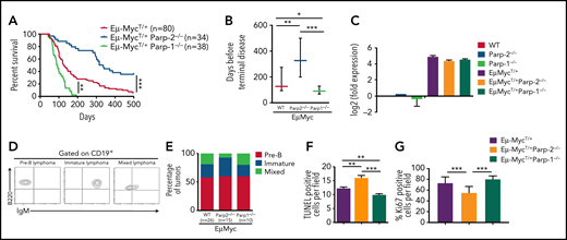 Opposing roles of PARP-1 and PARP-2 in c-Myc–driven B-cell lymphoma. (A) Kaplan-Meier curves comparing B-cell lymphoma–free survival of Eμ-MycT/+, Eμ-MycT/+Parp-1−/−, and Eμ-MycT/+Parp-2−/− mice. Survival was monitored for 500 days. (B) Representation of the median and 25th and 75th percentile survival periods of Eμ-MycT/+, Eμ-MycT/+Parp-1−/−, and Eμ-MycT/+Parp-2−/− mice. (C) Quantitative reverse transcription polymerase chain reaction analysis of c-Myc gene expression in BM pre-B cells. Samples were normalized according to β-actin expression levels. Results are expressed as log2-fold expression compared with levels measured in wild-type (WT) cells. Values represent mean ± SEM obtained from 3 independent experiments. (D) Representative flow cytometric dot plots showing pre-B, immature, and mixed B-cell lymphomas. (E) Bar plot showing the percentage of pre-B, immature, and mixed B-cell lymphoma tumors in each genotype. (F-G) Representation of terminal deoxynucleotidyltransferase-mediated dUTP nick end labeling–positive (TUNEL+) (F) and Ki67+ (G) cells in tumors from the indicated genotypes. Values represent mean ± SEM for 10 randomly selected fields. *P < .05, **P < .01, ***P < .001. Ig, immunoglobulin.