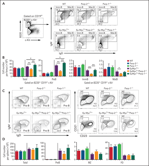 PARP-2 is required for c-Myc–driven expansion of preleukemic pre-B cells. (A) Representative flow cytometric density plots showing pre-B (CD19+B220+c-kit−IgD−IgM−), immature (CD19+B220+c-kit−IgD−IgM+), and mature (CD19+B220+c-kit−IgD+IgM+) BM B cells from mice of the indicated genotypes. Percentage of cells in the individual subpopulations with regard to each gate is indicated in each quadrant. Values represent the mean of ≥ 8 mice of each genotype. (B) Bar plot displaying total number of BM cells and absolute number of pre-B, immature (ImmB), and mature (MatB) BM B cells. The number of cells in each population was calculated by multiplying the percentage of each population by the total number of BM cells. (C) Representative flow cytometric density plots showing pre-B (CD19+B220+c-kit−IgD−IgM−), marginal zone (MZ; CD19+B220+c-kit−CD21highCD23low), and follicular (FO) B cells (CD19+B220+c-kit−CD21lowCD23high) from spleens of mice of the indicated genotypes. Percentage of cells in the individual subpopulations with regard to each gate is indicated in each quadrant. Values represent the mean of ≥ 8 mice of each genotype. (D) Bar plot showing total number of spleen cells and the absolute number of pre-B, MZ, and FO B cells. The number of cells in each population was calculated by multiplying the percentage of each population by the total number of splenocytes. Values represent mean ± SEM of ≥ 8 mice of each genotype. Only P values between groups either containing or not the EμMyc transgene are represented in the graph for clarity. *P < .05, **P < .01. Ig, immunoglobulin; WT, wild type.