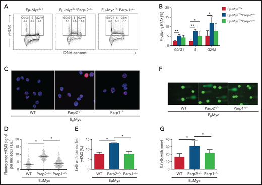 PARP-2 mitigates DNA damage accumulation in preleukemic Eμ-Myc pre-B cells. (A) Representative flow cytometric staining profiles of γH2AX in BM pre-B cells derived from mice of the indicated genotypes. (B) Graph depicting the percentage of positive γH2AX cells. Bars represent mean ± SEM obtained from ≥ 5 mice per genotype. (C) Representative microscopic images depicting immunofluorescence staining of γH2AX in fixed BM pre-B cells. Microscopy was performed by using a Leica TCS SP5 confocal microscope. Red indicates γH2AX; blue indicates DAPI. Original magnification: x63. (D) High-throughput microscopy of γH2AX levels per individual nucleus. At least 2000 nuclei were quantified per condition. Horizontal lines represent median values for each genotype. (E) Graph depicting the percentage of cells showing a pannuclear distribution of γH2AX. (F) Representative images showing DNA damage in BM pre-B cells, visualized by alkaline comet assay, from mice of the indicated genotypes. Original magnification: x10. (G) Graph showing the percentage of pre-B cells with comet. An average of 100 cells was scored for each genotype. Bars represent mean ± SEM obtained from 3 mice per genotype from independent experiments. *P < .05, **P < .01. a.u., arbritary units; WT, wild type.
