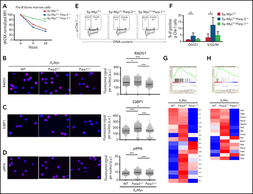 DNA break repair in preleukemic BM pre-B cells. (A) Kinetics of H2AX phosphorylation after irradiation (1 Gy) in BM pre-B cells from preleukemic Eμ-MycT/+, Eμ-MycT/+Parp-1−/−, and Eμ-MycT/+Parp-2−/− mice. (B-D) Representative microscopic images showing immunofluorescence staining of Rad51 (B), 53BP1 (C), and phospho-RPA (pRPA) (D) foci in BM pre-B cells derived from mice of the indicated genotype (left) and high-throughput microscopy of Rad51 (B), 53BP1 (C), and pRPA (D) fluorescence levels per individual nucleus (right). Red indicates Rad51 or 53BP1 or pRPA; blue indicates 4′,6-diamidino-2-phenylindole. At least 2000 nuclei were quantified per condition. Horizontal lines represent median values for each genotype. Original magnification: x63. (E) Representative flow cytometric dot plots of phosphorylated Chk-1 (pChk-1) in BM pre-B cells of each genotype. (F) Graph showing the percentage of pChk-1+ cells in different cell cycle phases. Bars represent mean ± SEM obtained from at least 6 mice per genotype. (G-H) Large-scale gene expression and GSEA showed a significant enrichment for DNA replication (G) and ATR (H) pathways in pre-B cells from Eμ-MycT/+Parp-2−/− mice compared with Eμ-MycT/+ wild-type (WT) control cells. At the top is the GSEA enrichment plot; at the bottom, the normalized gene expression heatmap of genes involved in those pathways. *P < .05, **P < .01, ***P < .001. a.u., arbritary units.