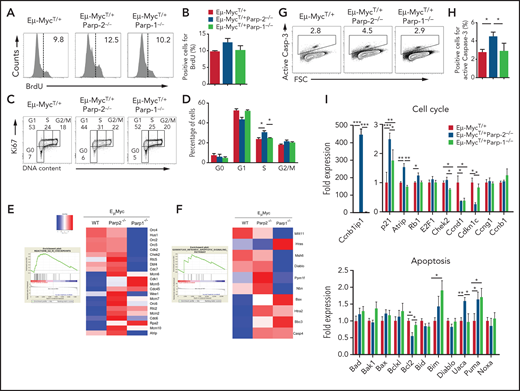 Effect of PARP-2 and PARP-1 deficiency on Eμ-Myc BM pre-B cell proliferation, cell cycle, and apoptosis. (A-B) In vivo BM pre-B cell proliferation was determined by intraperitoneal injection of 5-week-old mice of the indicated genotypes with BrdU (1 mg/6 g mouse weight). BM cells were harvested at 2 hours after the onset of injection, and BrdU incorporation on pre-B cells was analyzed by flow cytometry. Representative histograms (A) from 2 independent experiments including ≥ 2 mice from each genotype are shown. Numbers indicate percentage of proliferating (BrdU+) cells. (B) Bars represent mean ± SEM (SEM) values of the percentage of BrdU+ cells. (C) Representative flow cytometric dot plots showing the cell cycle status of BM pre-B cells in mice from the indicated genotypes. BM pre-B cells were stained with Ki67 to identify cycling cells and 4′,6-diamidino-2-phenylindole to measure DNA content. The percentage of cells in each quadrant represents the mean from ≥ 6 mice in each group. (D) Graph showing the percentage of BM pre-B cells for each genotype that are in G0, G1, S, and G2/M phases of the cell cycle. (E-F) Large-scale gene expression and GSEA showed a significant enrichment for G2/M checkpoint (E) and intrinsic apoptotic signaling (F) pathways in pre-B cells from Eμ-MycT/+Parp-2−/− mice compared with Eμ-MycT/+ wild-type (WT) control cells. At the left is the GSEA enrichment plot; at the right, the normalized gene expression heatmap of genes involved in that pathways. (G) Representative dot plots showing active caspase-3 staining in BM pre-B cells for each genotype. (H) Bars represent the percentage of cells positive for active caspase-3. Values represent mean ± SEM obtained from ≥ 6 mice per genotype. (I) Quantitative reverse transcription polymerase chain reaction analysis in BM pre-B cells of genes involved in cell cycle and apoptosis. Samples were normalized according to β-actin expression levels. Results are expressed as fold expression compared with levels measured in WT cells. Values represent mean ± SEM obtained from 3 independent experiments. *P < .05, **P < .01, ***P < .001.
