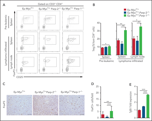 Increased Tregs in preleukemic and tumor-bearing Eμ-MycT/+Parp-1−/− mice. (A) Representative flow cytometric density plots showing Tregs (CD3+CD4+CD25+FoxP3+). (B) Bar plot displaying the frequency of Tregs in preleukemic and lymphoma-infiltrated spleens and lymph nodes of mice of the indicated genotype. Values represent mean ± SEM of at least 6 mice of each genotype. (C) Immunohistochemical staining for FoxP3 of lymphoma-infiltrated lymph nodes of the indicated genotypes. (D) Quantification of FoxP3+ infiltrating cells determined by microscopic analysis. (E) Quantitative reverse transcription polymerase chain reaction analysis of Tgfb1 gene expression in BM pre-B cells. Samples were normalized according to β-actin expression levels. *P < .05, **P < .01, ***P < .001.