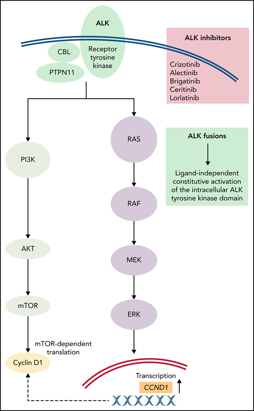 Schematic overview of downstream ALK signaling through MAPK and PI3K/AKT/mTOR signaling pathways. ALK is a classical receptor tyrosine kinase consisting of an extracellular ligand-binding domain, a transmembrane domain, and an intracellular tyrosine kinase domain.76 In ALK fusions such as KIF5B-ALK, the amino-terminal fusion partner is fused to the intracellular tyrosine kinase domain of ALK, leading to constitutive activation of downstream signaling, including RAS-RAF-MEK-ERK (MAPK) and PI3K/AKT/mTOR signaling pathways. MAPK pathway activation ultimately leads to phosphorylation of downstream ERK, which can enter the nucleus and increase the transcription of various effector genes, including the gene encoding for Cyclin D1 (CCND1). Translation of CCND1 messenger RNA to the Cyclin D1 protein is mTOR-dependent.77 Figure adapted from Emile et al,2 with permission from the authors.
