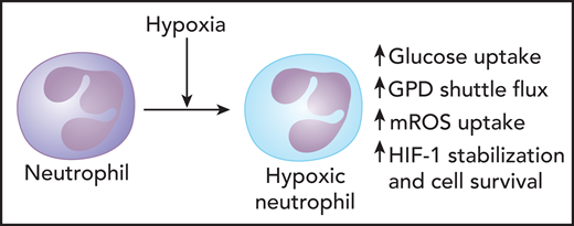 Mitochondria play important role in modulating metabolic responses of neutrophils during hypoxia. During hypoxic conditions, neutrophils synthesize enhanced mROS formation, which stabilizes HIF-1α, a transcriptional regulator that promotes oxygen delivery to hypoxic regions. This process relies on the G-3-P shuttle pathway. Modulation of glycolysis leading to increased flux through the G-3-P shuttle promotes enhanced mitochondrial membrane potential and mROS release during hypoxia. GPD2, the mitochondrial component of the G-3-P shuttle, is involved in promoting mROS synthesis, HIF-1α stabilization, and neutrophil survival during hypoxia. Professional illustration by Patrick Lane, ScEYEnce Studios.