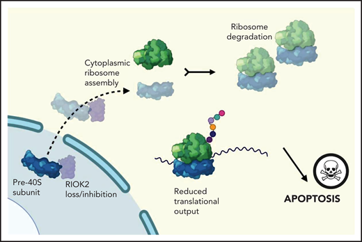 Loss of the ribosome assembly factor RIOK2 leads to translational stalling and ribosome degradation in leukemic cells. See Figure 6I in the article by Messling et al that begins on page 245.