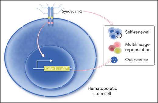 Termini et al showed that syndecan-2 is expressed on the cell surface of HSCs that exhibit enhanced self-renewal and blood repopulation capacities. Their study also suggests that syndecan-2 regulates HSC quiescence through modulating the expression of Cdkn1c (p57). Professional illustration by Somersault18:24.