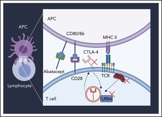 CTLA-4–related defects treated with abatacept. Antigen-presenting cell (APC) and T-cell interaction with CTLA-4 pathway defects denoted with X. MHC, major histocompatibility complex; TCR, T-cell receptor.