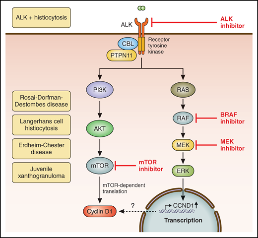 The histiocytoses show variation in clinical and pathologic features, but the molecular alterations that drive the neoplastic process typically converge on common signaling pathways. The same pathway is targeted in primary and secondary H/DC sarcomas, which typically show more marked cytologic atypia. The presence of specific inhibitors that can target components of the pathway has led to advances in clinical management and improved prognosis in neoplasms of the histiocytic and dendritic cell lineages. The figure has been adapted from Figure 1 in the article by Kemps et al that begins on page 256.